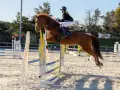 photographe cheval equitation cso istres le deven d121 img 0063