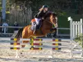 photographe cheval equitation cso istres le deven d121 img 0157