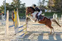 photographe cheval equitation cso istres le deven d121 img 0303