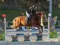 photographe cheval equitation cso istres le deven d121 img 0512