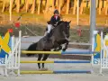 photographe cheval equitation cso istres le deven d121 img 0811