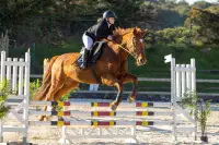 photographe equestre cso istres le deven d121 img 0064